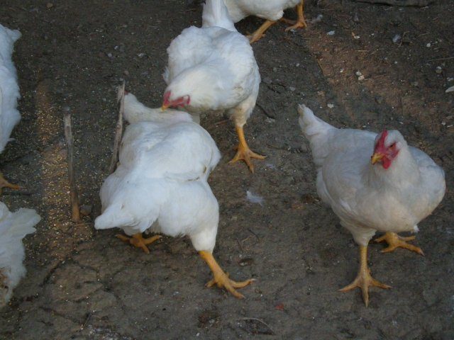 14397_eggs_and_chickens_aug_2008_015.jpg