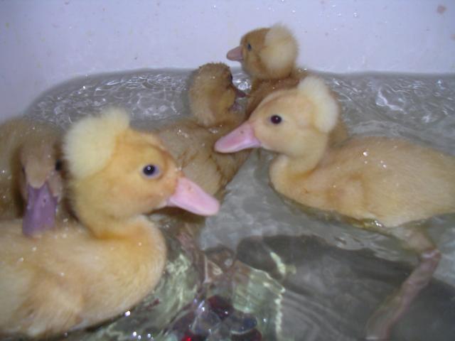 14421_imgp0665.jpg
