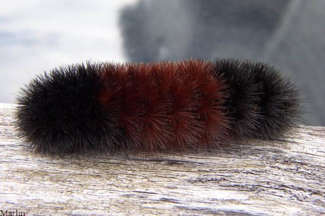 14421_woolly_bear_caterpillar_1.jpg