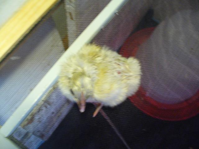 14427_hatch_3_dels_and_orps_034.jpg