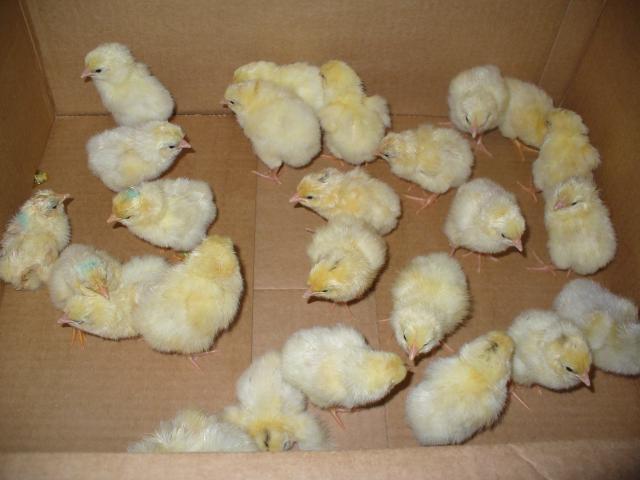 14427_hatch_3_dels_and_orps_043.jpg