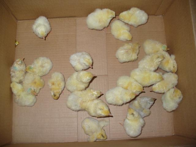 14427_hatch_3_dels_and_orps_044.jpg