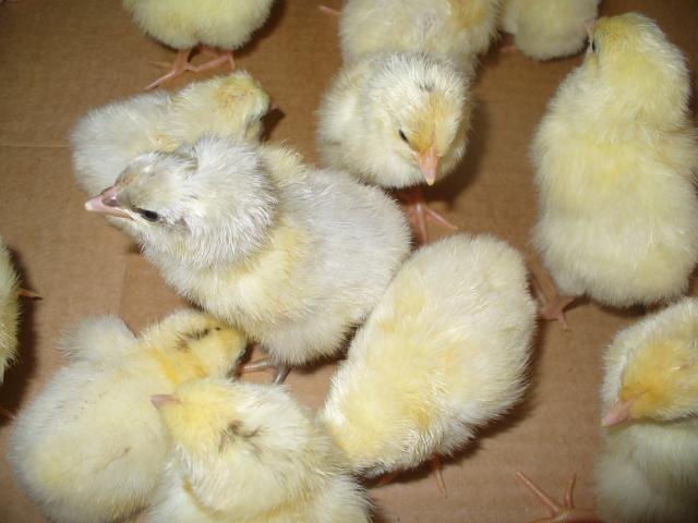 14427_hatch_3_dels_and_orps_046.jpg