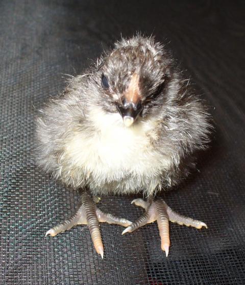 14427_hatch_3_dels_and_orps_048.jpg