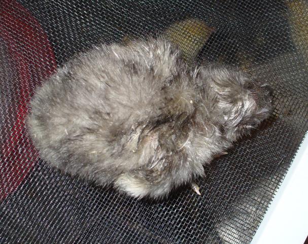 14427_hatch_3_dels_and_orps_049.jpg