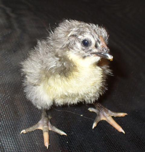 14427_hatch_3_dels_and_orps_050.jpg