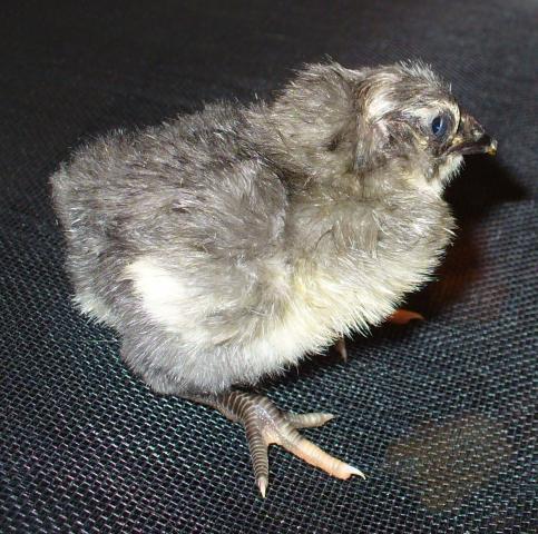 14427_hatch_3_dels_and_orps_051.jpg