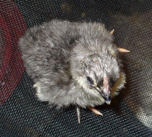 14427_hatch_3_dels_and_orps_052.jpg
