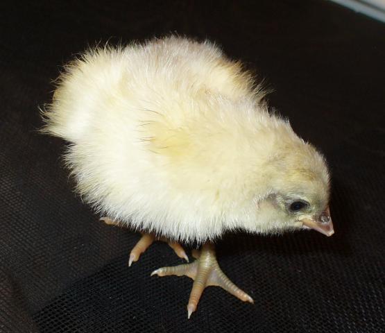 14427_hatch_3_dels_and_orps_053.jpg