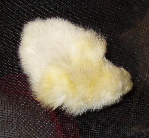 14427_hatch_3_dels_and_orps_054.jpg