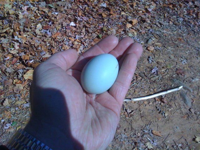 14434_first_egg.jpg