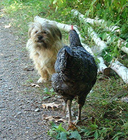14471_chickens_3.jpg
