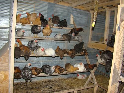 14471_chicks_roosting.jpg