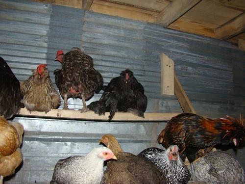14471_chicks_roosting_2.jpg
