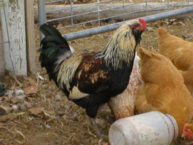 14473_p2010005.jpg