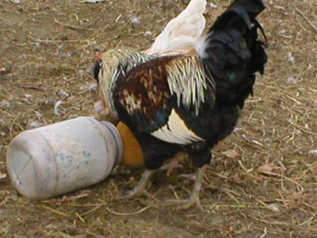 14473_p2010006.jpg