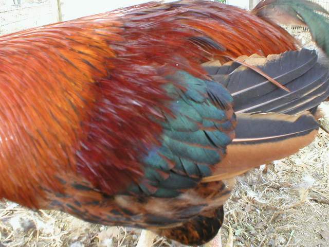 14473_p2010012.jpg