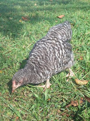 14550_9wkolddompullet.jpg