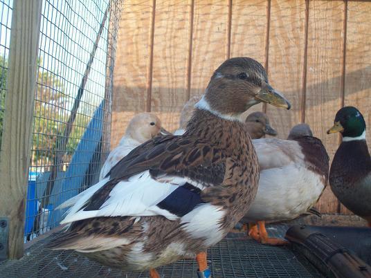 Call duck breeders - What Do you sell your call duck eggs for
