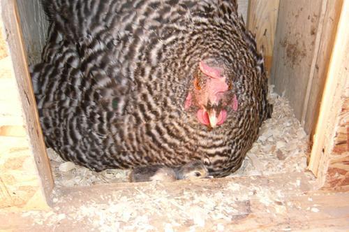 14581_first_to_hatch_july_3.jpg