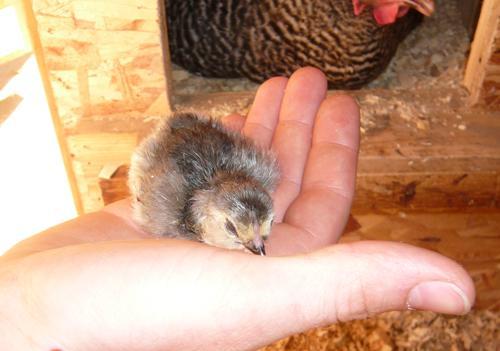 14581_jamie_holding_first_to_hatch.jpg