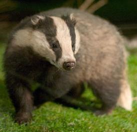 14596_badgerbadgerbadger.jpg