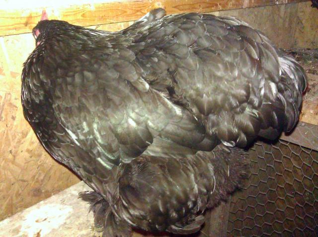 14596_blackcochinhen.jpg