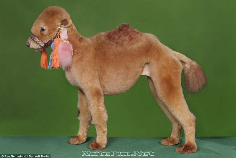14596_camel_poodle.jpg