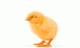 14596_chicken_001.gif