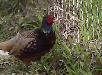 14596_img00506.jpg