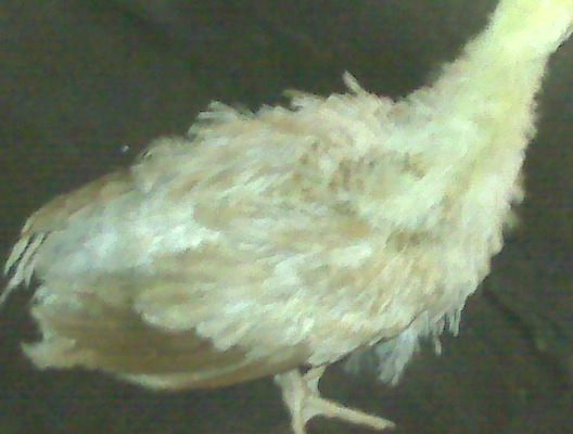 14596_img00527.jpg