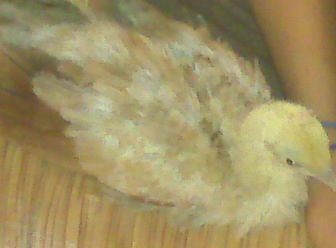 14596_img00538.jpg