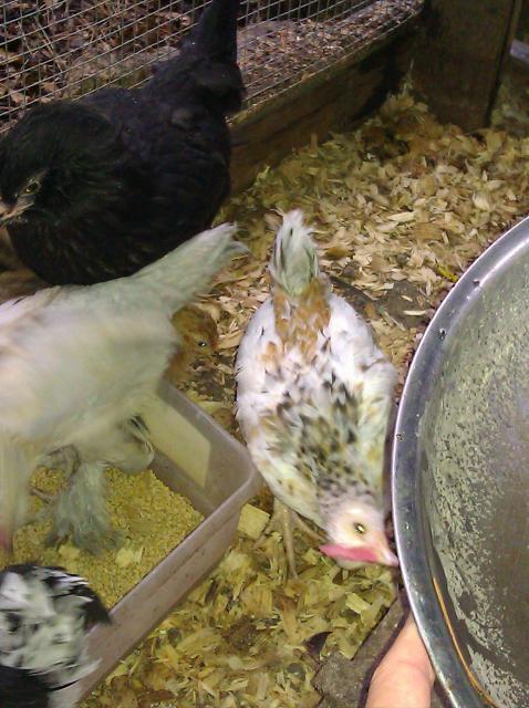 14596_img_20101011_102642.jpg