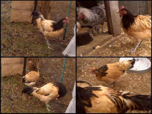 14596_lakenvelder_roo_4sq.jpg