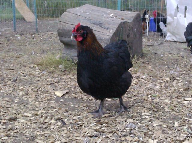 14596_marans_hen.jpg