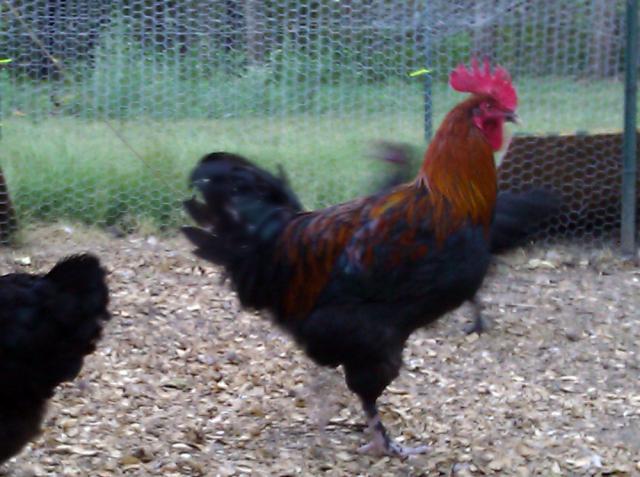 14596_marans_roo.jpg