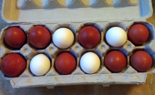 14596_maranseggs2.jpg