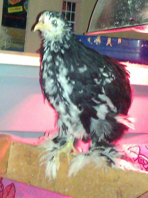 14596_mottledpullet.jpg