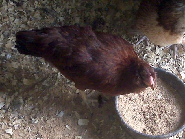14596_orloffpullet.jpg