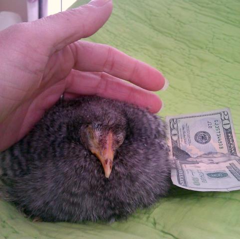 14596_tribble.jpg