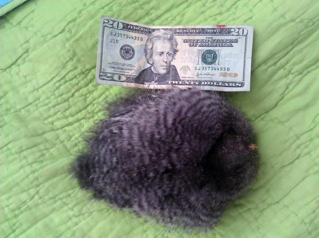 14596_tribble2.jpg