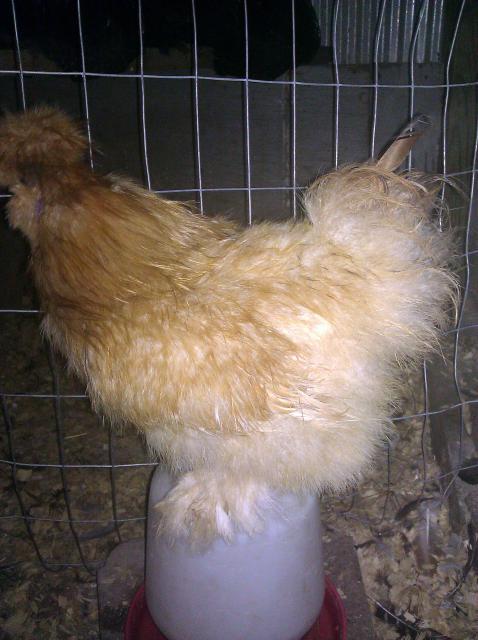 14596_trunkjunkbuffsilkie.jpg
