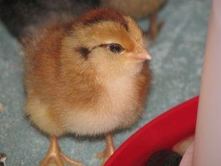 14614_chicks_010.jpg