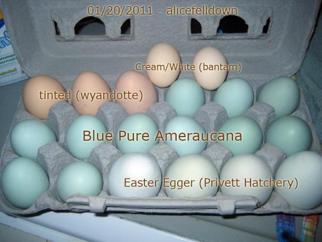 14631_amera-eggs2.jpg