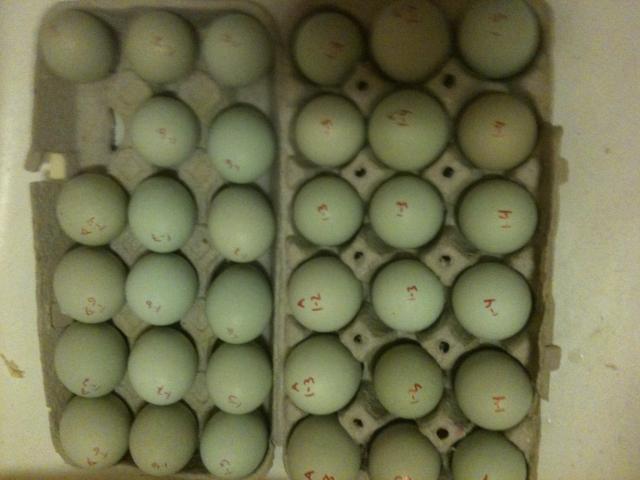 14631_blue_eggs.jpg