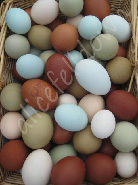 14631_egg-colors-wm.jpg