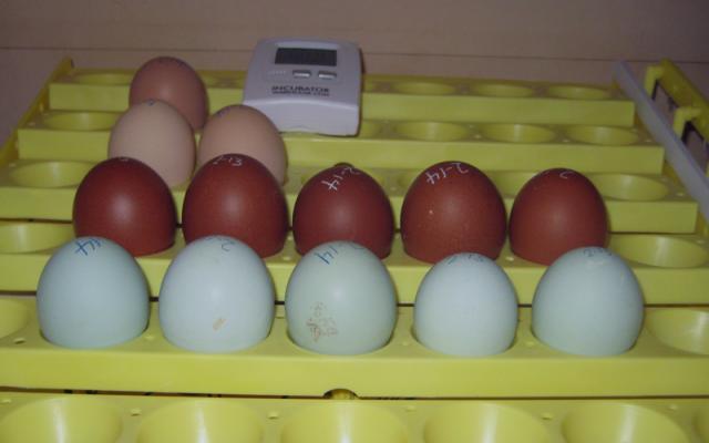 14631_f1-egg-collecting.jpg