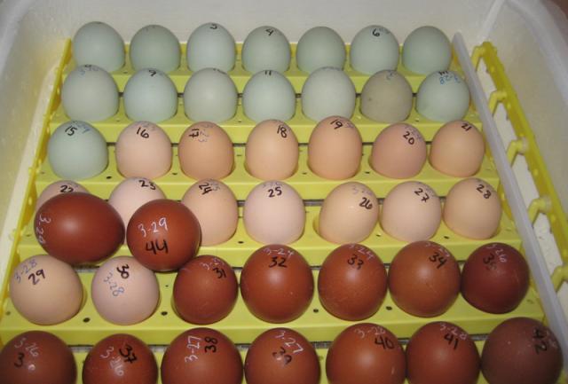14631_f2-eggs-4-3-11.jpg