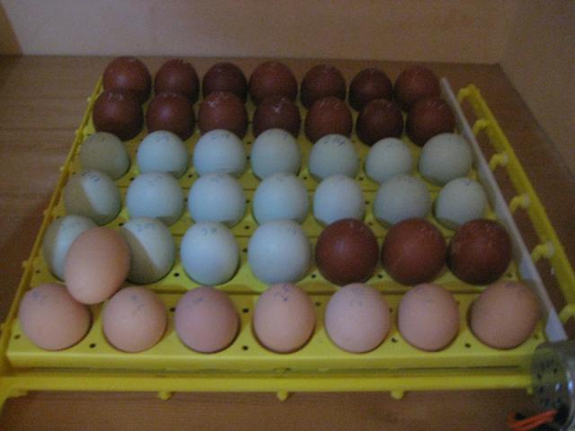 14631_feb11---incubation.jpg