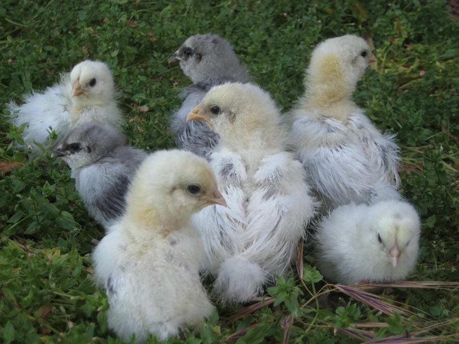 14631_fluffy-chicks2.jpg